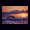 Great Whale Sunset (Large)