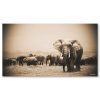 African Bull Elephant – Medium