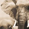 African Bull Elephant – Large