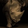 Charging Black Rhino – Medium