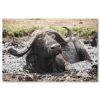 Kenya’s Cape Buffalo – Extra Large