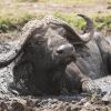 Kenya’s Cape Buffalo – Large