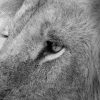 Kenya Lion King – Large