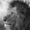 Kenya Lion King – Extra Large