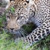 The Leopard Of Kenya – Large