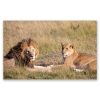 Lions Of Kenya – Large