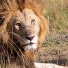 Lions Of Kenya – Medium