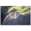 Cubs Of Kenya – Large