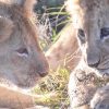 Cubs Of Kenya – Extra Large