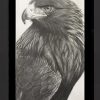 Valiant – Golden Eagle
