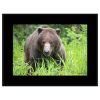Alaska Brown Bear (Medium)