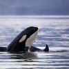 Orcas Of Alaska (Extra Large)