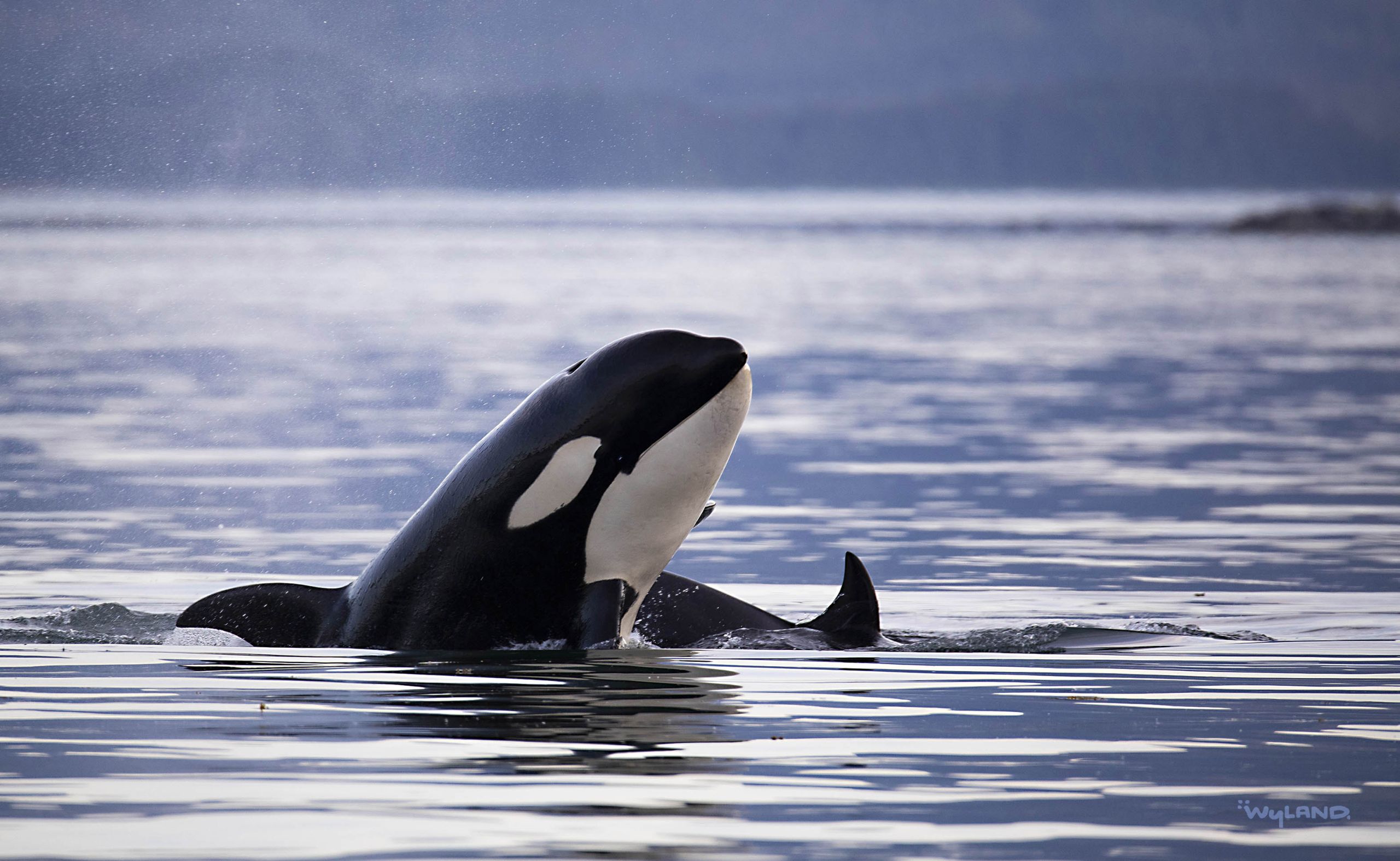 orca tour alaska