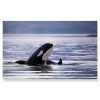 Orcas Of Alaska (Extra Large)