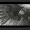 Reveal – Golden Eagle